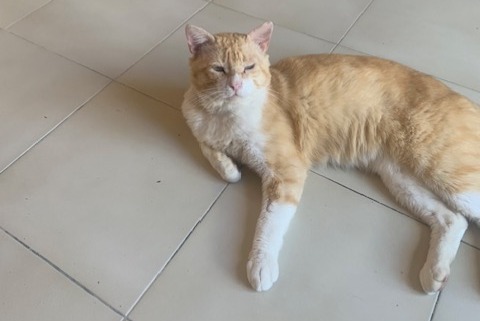 Alerte Disparition Chat  Mâle , 1 ans Épône France