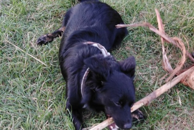 Verdwijningsalarm Hond  Mannetje , 4 jaar Hyères Frankrijk