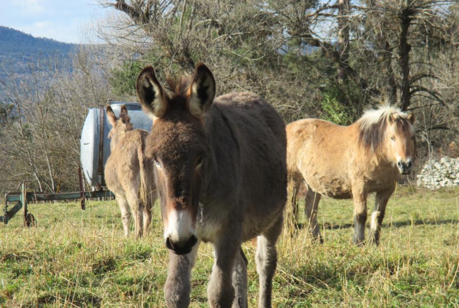 Alerta desaparecimento Cavalo Macho , 2025 anos Retournac France